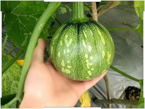 新瓜最新爆料广西视频,揭秘背后惊人真相!”  第1张 新瓜最新爆料广西视频,揭秘背后惊人真相!”  第1张