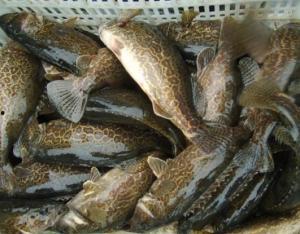 鳜鱼养殖爆料怎么做视频,视频制作攻略全解析  第2张 鳜鱼养殖爆料怎么做视频,视频制作攻略全解析  第2张