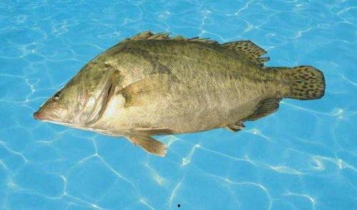 鳜鱼养殖爆料怎么做视频,视频制作攻略全解析  第3张 鳜鱼养殖爆料怎么做视频,视频制作攻略全解析  第3张