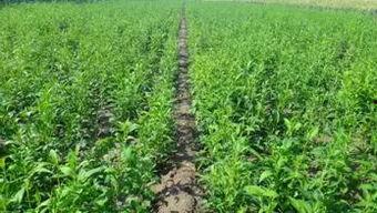 白术爆料最新,揭秘娱乐圈幕后真相,明星隐私大曝光!  第2张 白术爆料最新,揭秘娱乐圈幕后真相,明星隐私大曝光!  第2张