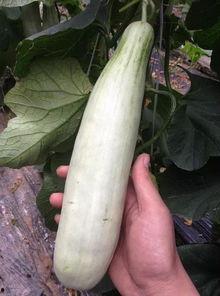 网红直播间吃的瓜,一场美食与八卦的盛宴  第2张 网红直播间吃的瓜,一场美食与八卦的盛宴  第2张