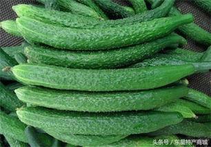 黄瓜农药爆料方法视频大全,教你轻松识别农药残留  第2张 黄瓜农药爆料方法视频大全,教你轻松识别农药残留  第2张