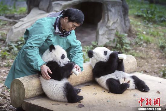 熊猫村最新爆料大赛,揭秘神秘事件,竞猜大奖等你来拿!