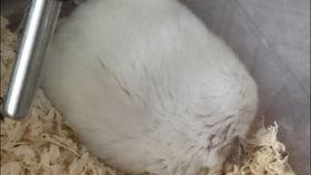 老鼠吃瓜视频在线观看免费,免费观看老鼠吃瓜萌态视频  第3张 老鼠吃瓜视频在线观看免费,免费观看老鼠吃瓜萌态视频  第3张